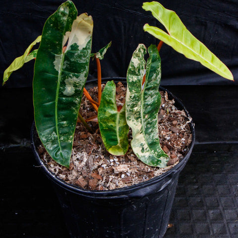 Philodendron billietiae variegated with long green leaves marbled in cream and orange stems in a black pot
