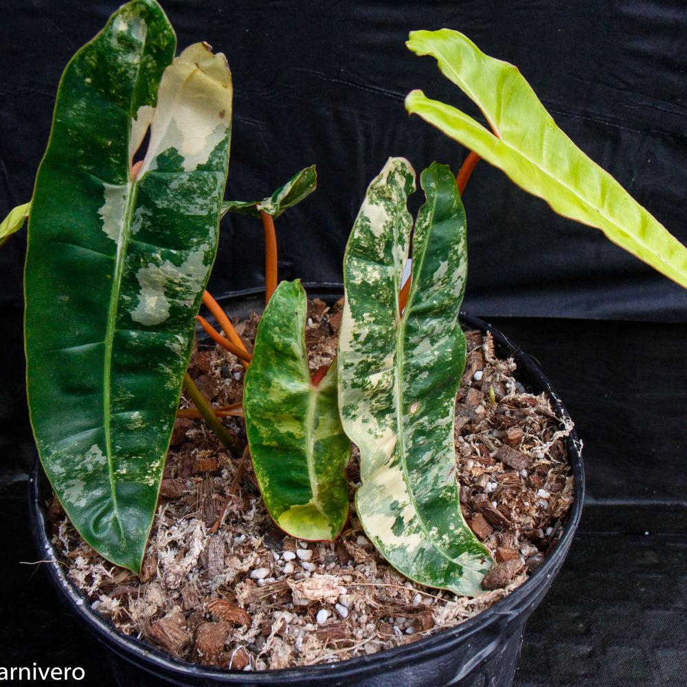 
                      
                        Philodendron billietiae variegated
                      
                    