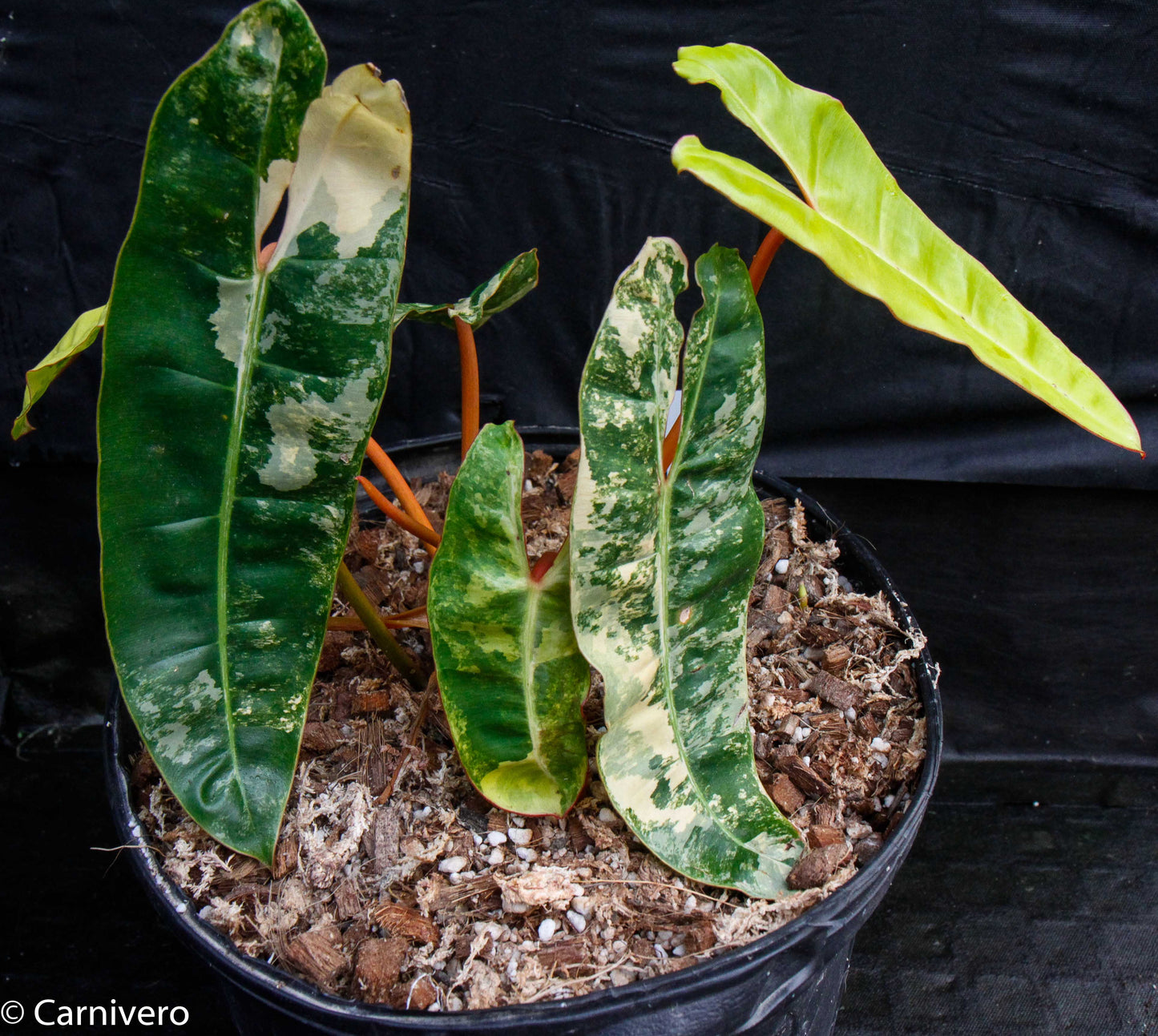philodendron billietiae price philippines Philodendron billietiae variegated – Carnivero
