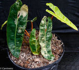 Philodendron billietiae variegated