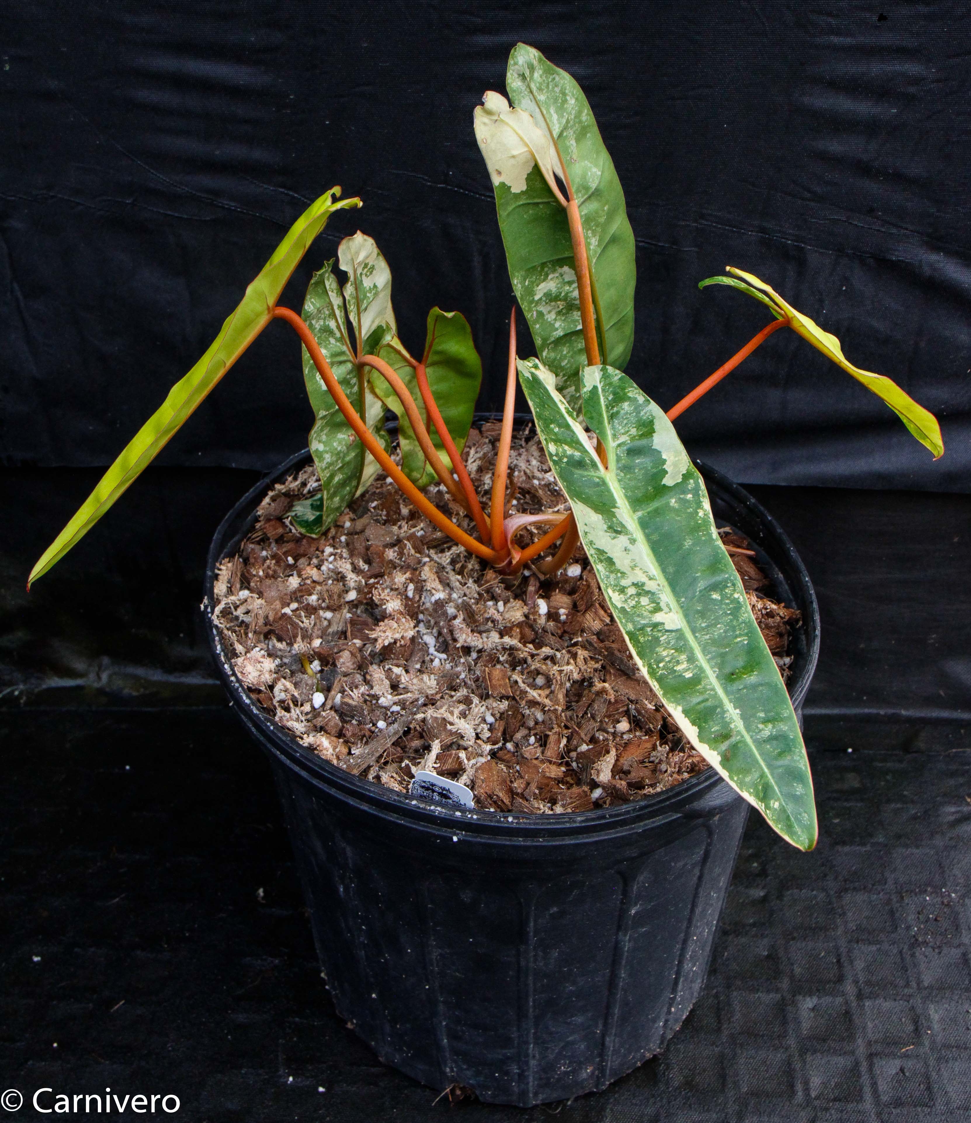 Philodendron billietiae variegated – Carnivero