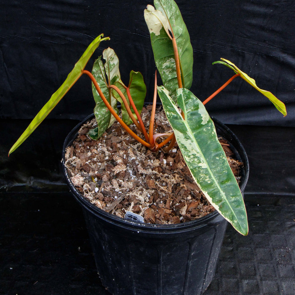 
                      
                        Philodendron billietiae variegated
                      
                    