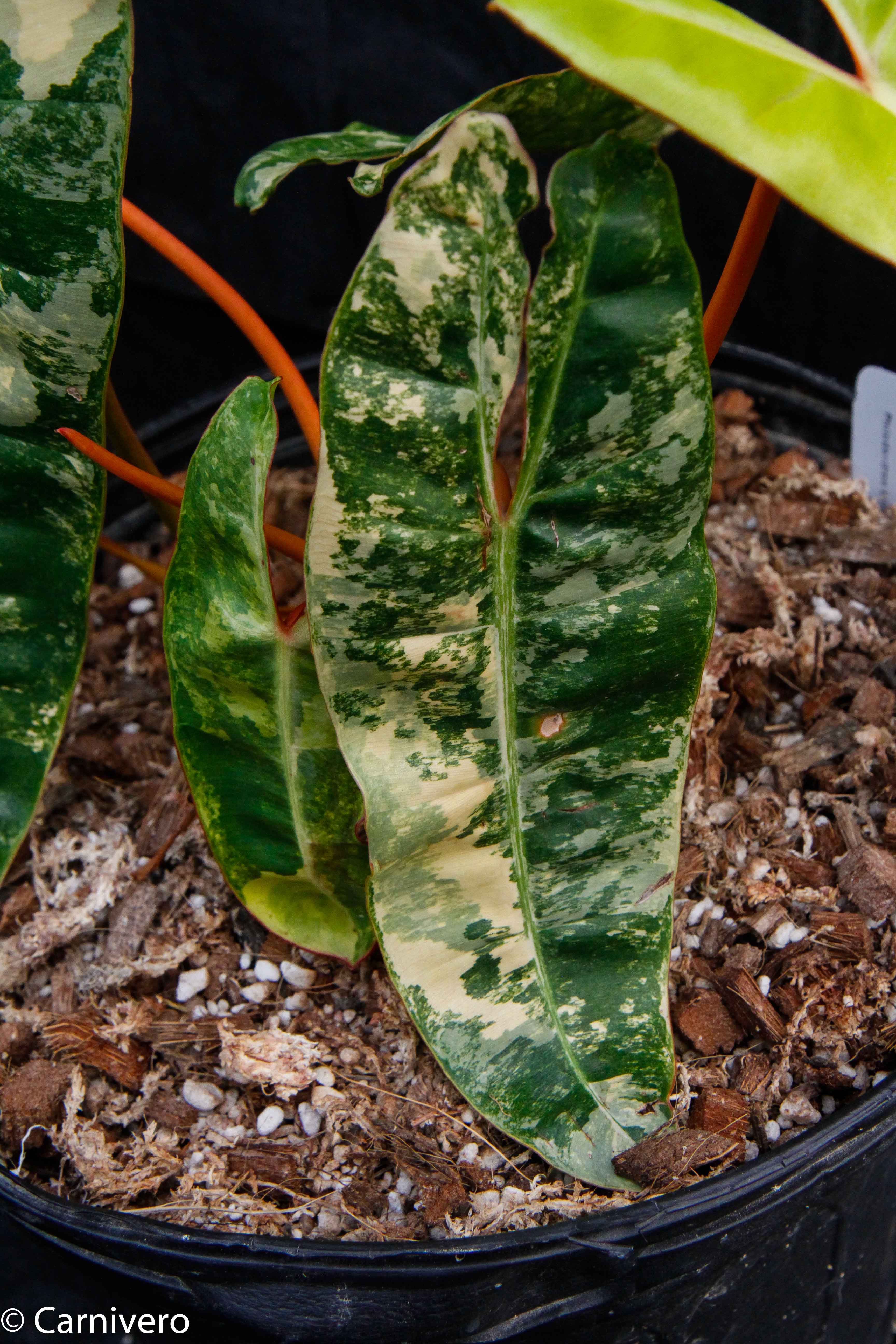 Philodendron billietiae variegated – Carnivero