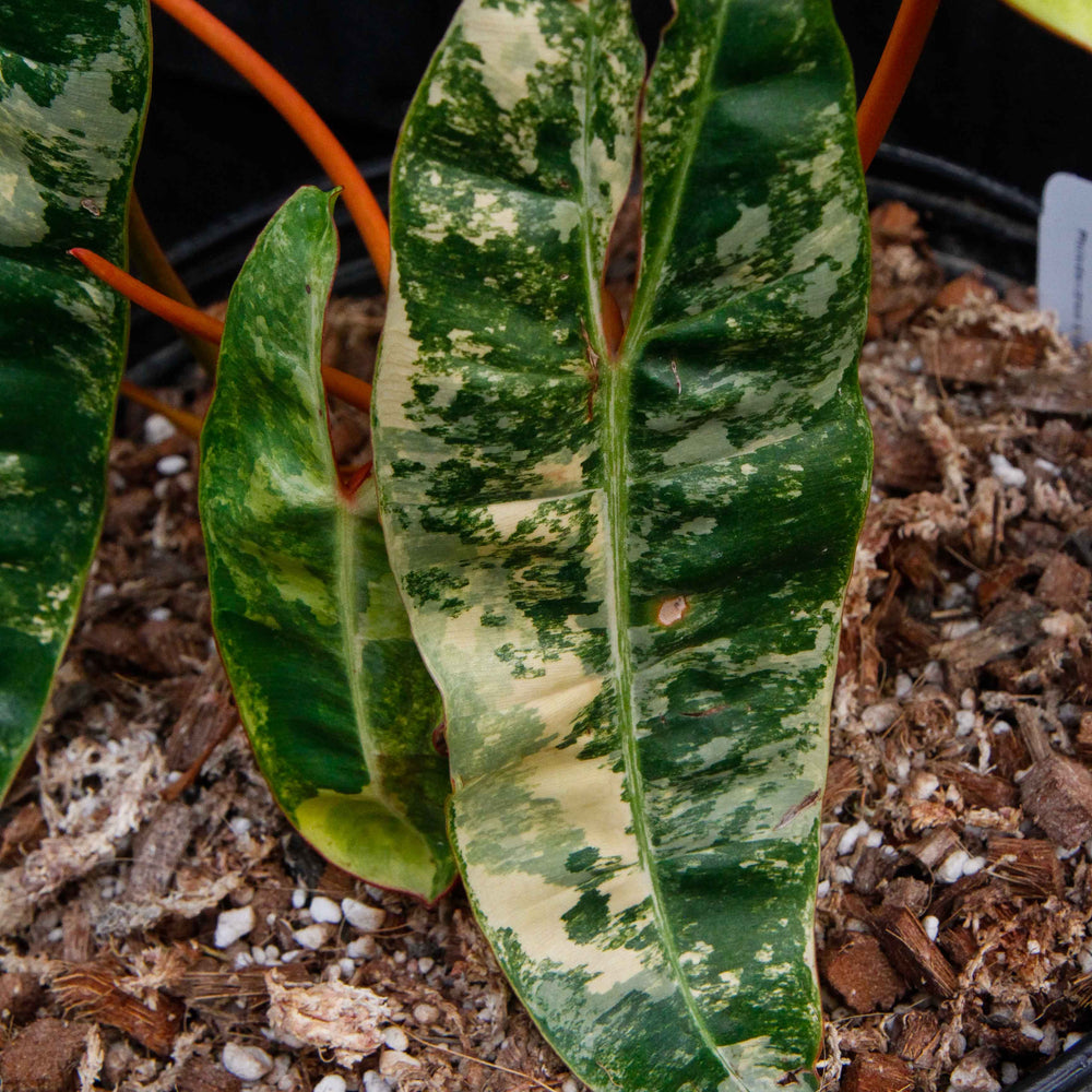 
                      
                        Philodendron billietiae variegated
                      
                    