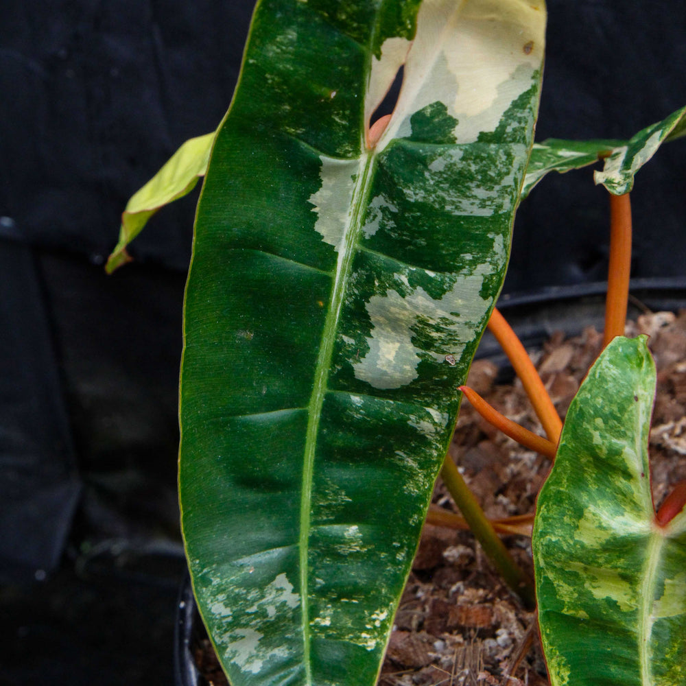 
                      
                        Philodendron billietiae variegated
                      
                    