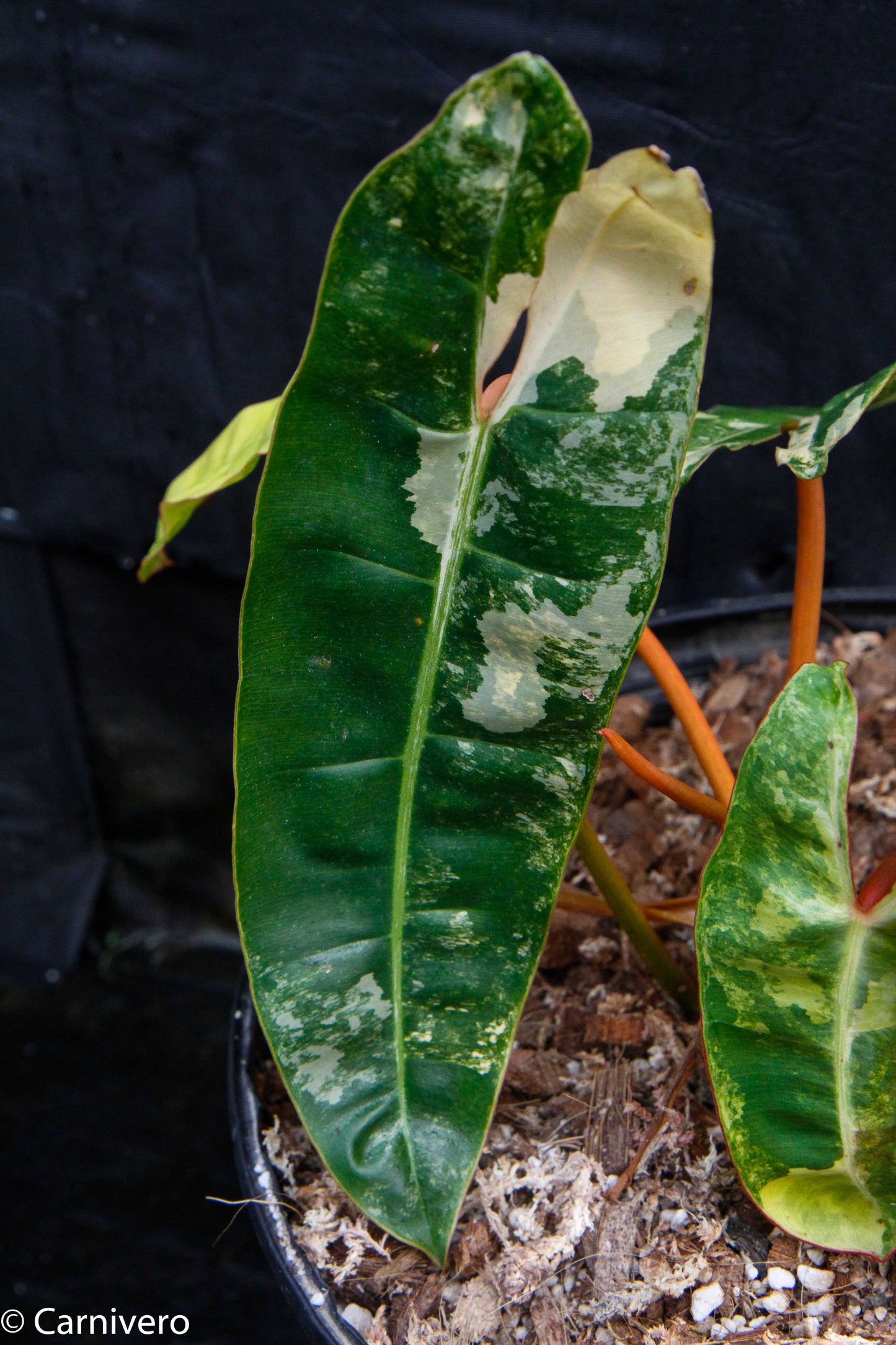 philodendron billitiae variegated Philodendron billietiae variegated – Carnivero
