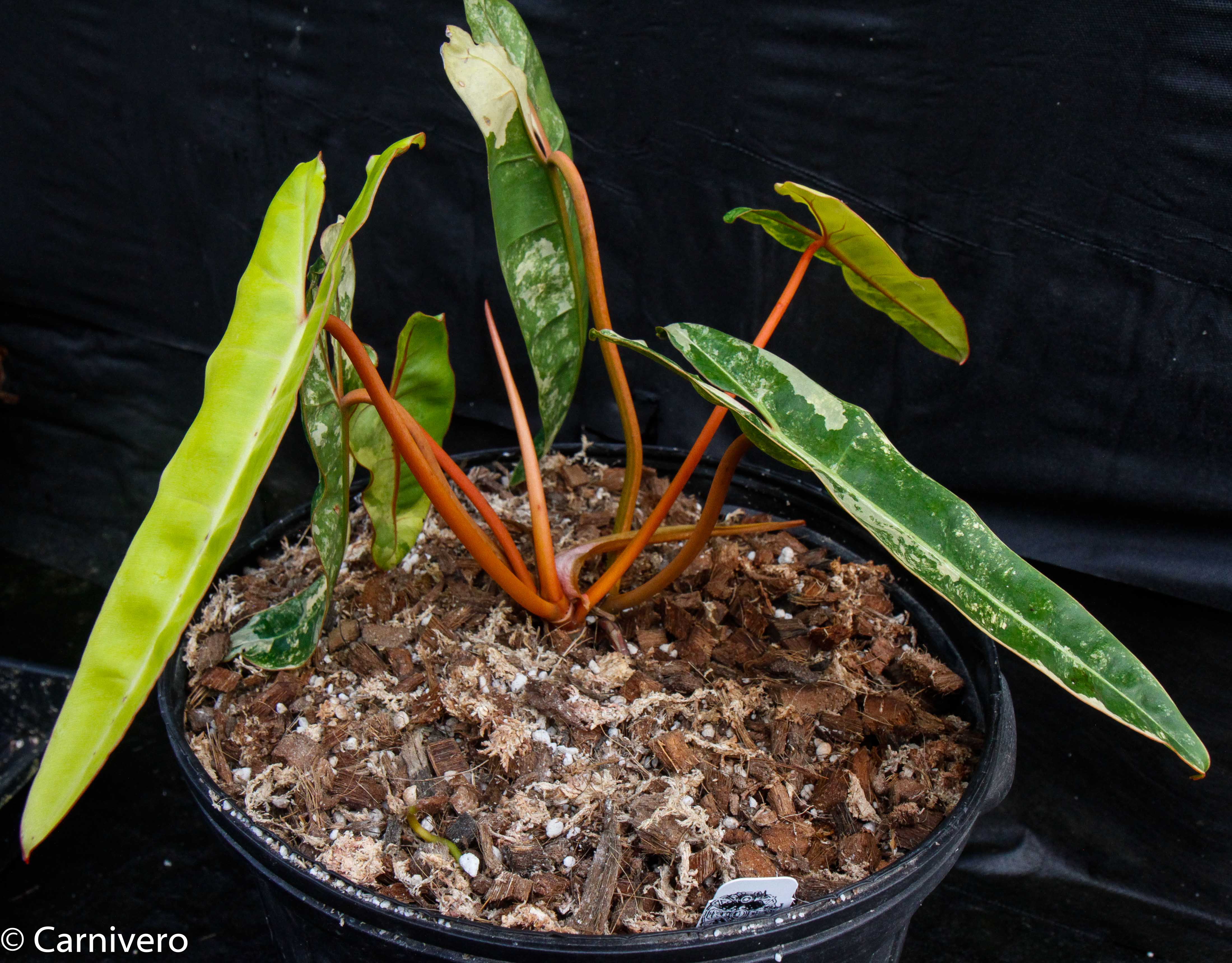 Philodendron billietiae variegated – Carnivero