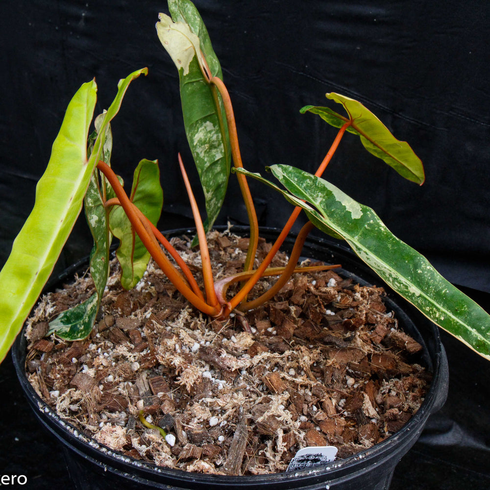 
                      
                        Philodendron billietiae variegated
                      
                    