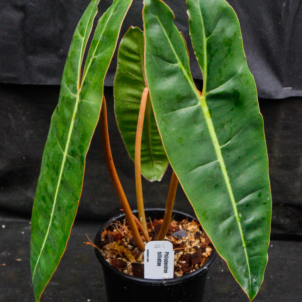 Philodendron billietiae