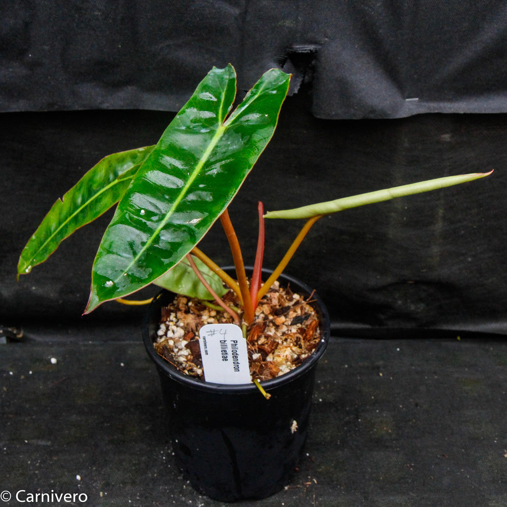 
                      
                        Philodendron billietiae
                      
                    