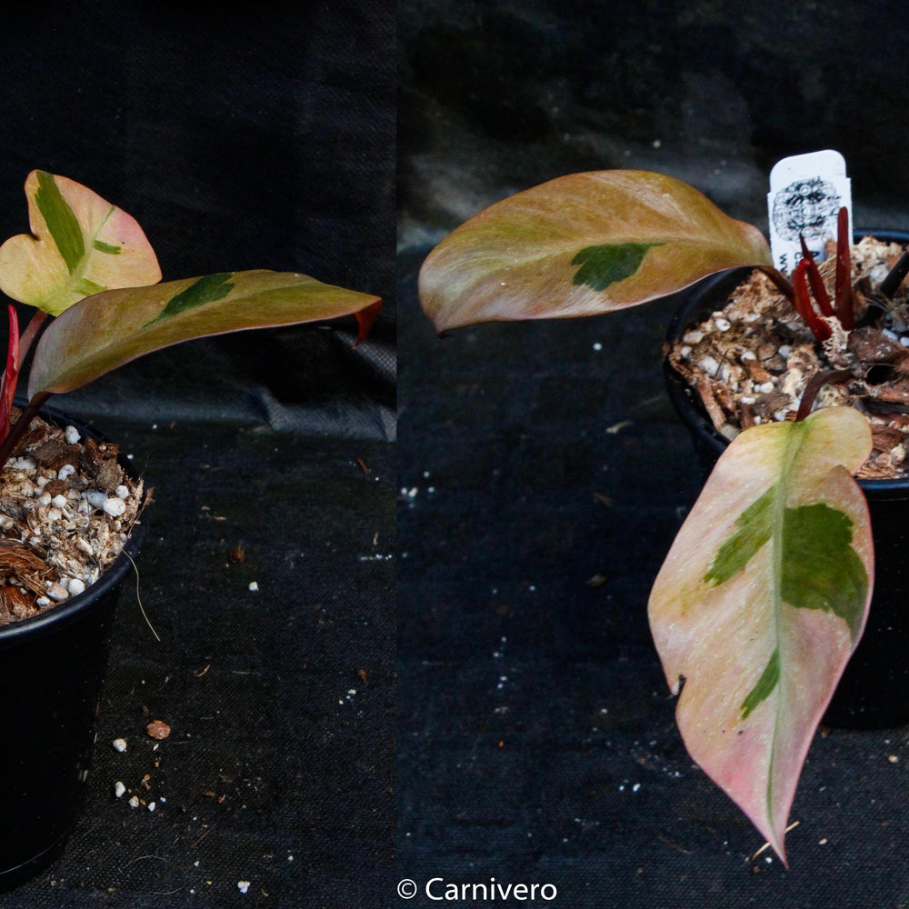 
                      
                        Philodendron Black Cardinal Variegated - Exact Plant 12/29/23
                      
                    