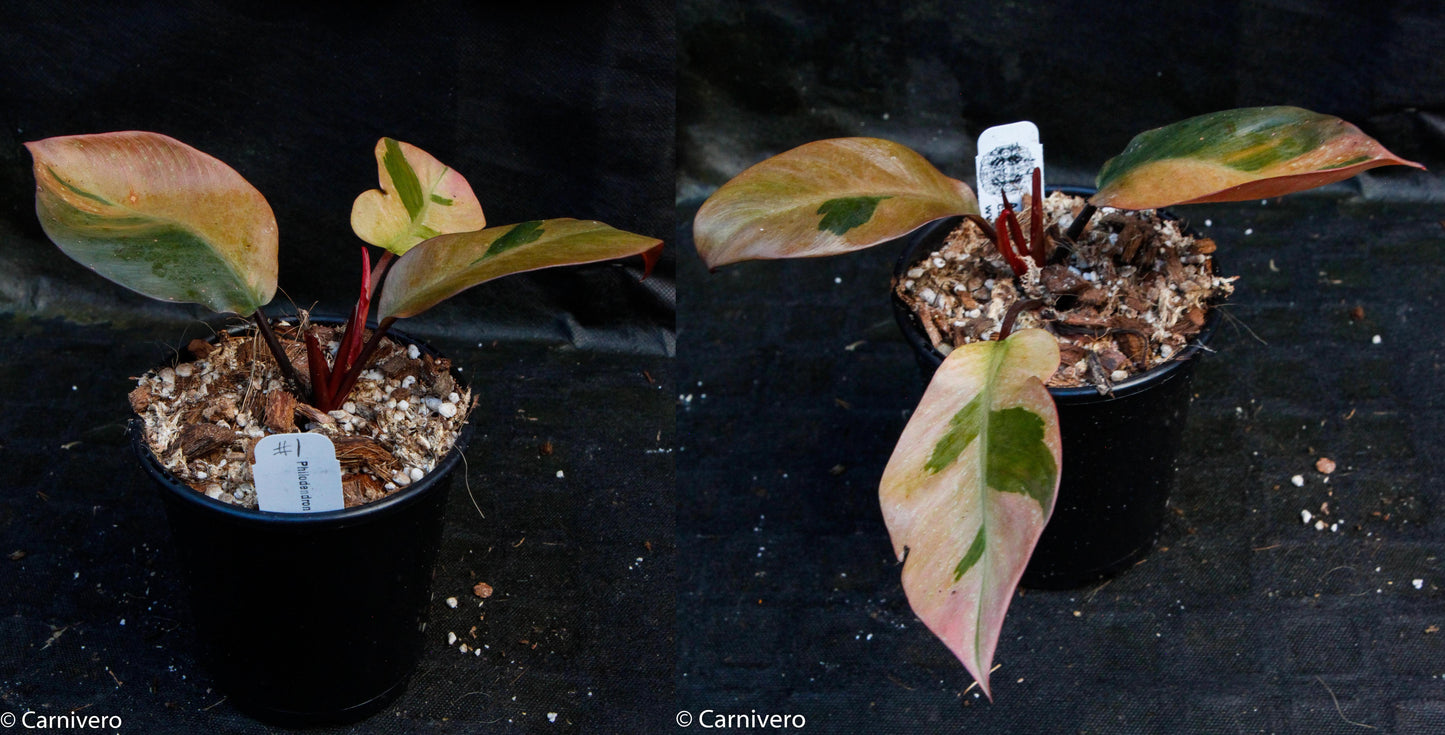 black cardinal marble philodendron Philodendron Black Cardinal Variegated