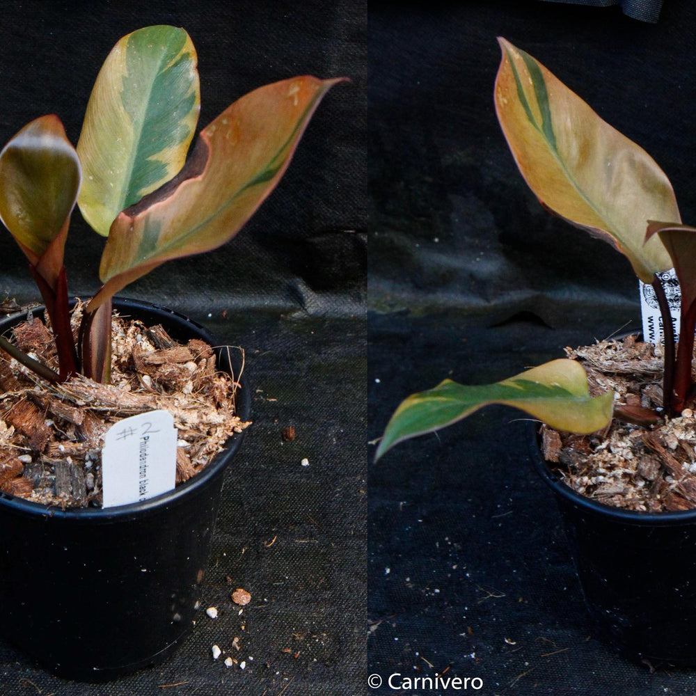 
                      
                        Philodendron Black Cardinal Variegated - Exact Plant 12/29/23
                      
                    