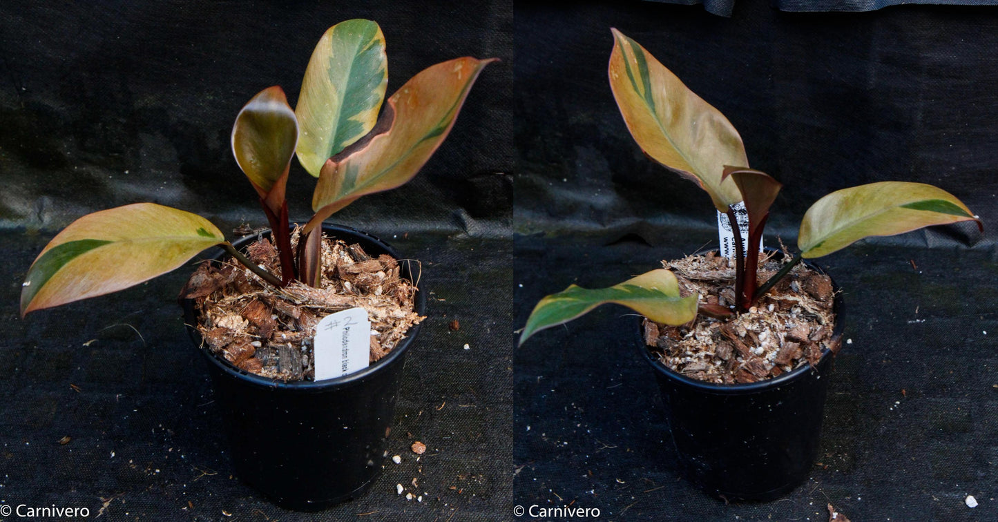 philodendron black prince Philodendron Black Cardinal Variegated