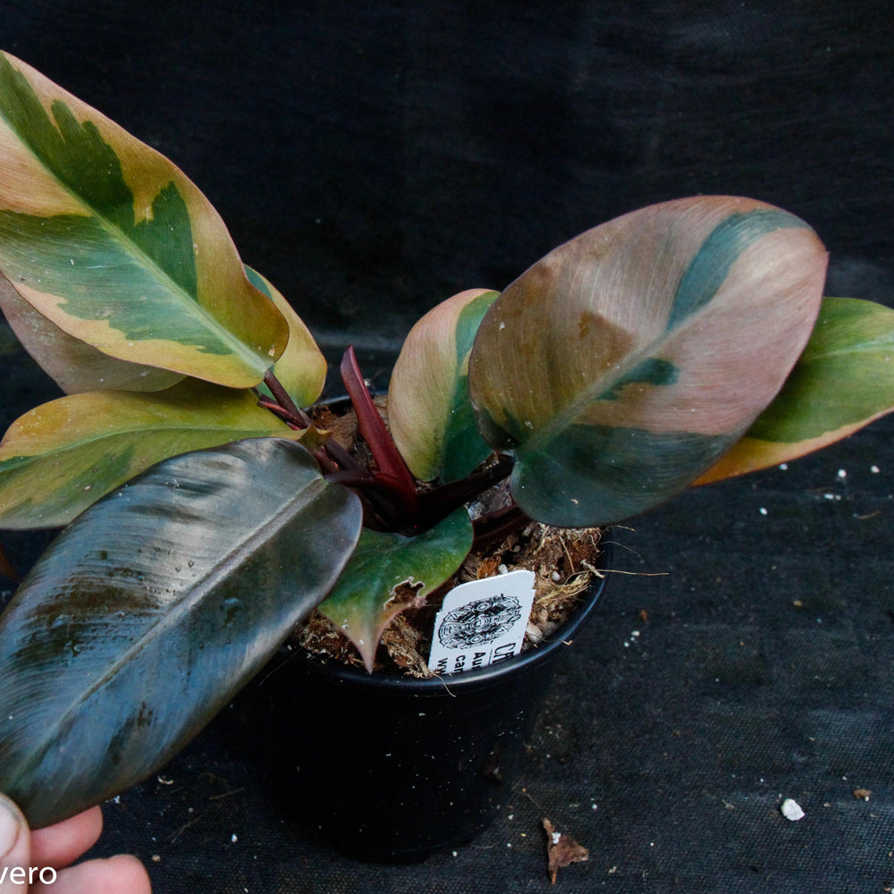 
                      
                        Philodendron Black Cardinal Variegated - Exact Plant 12/29/23
                      
                    