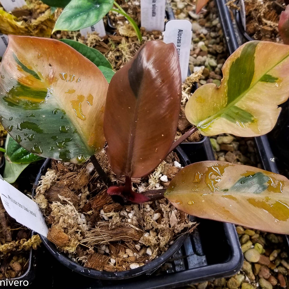 
                      
                        Philodendron Black Cardinal Variegated - Exact Plant 12/29/23
                      
                    
