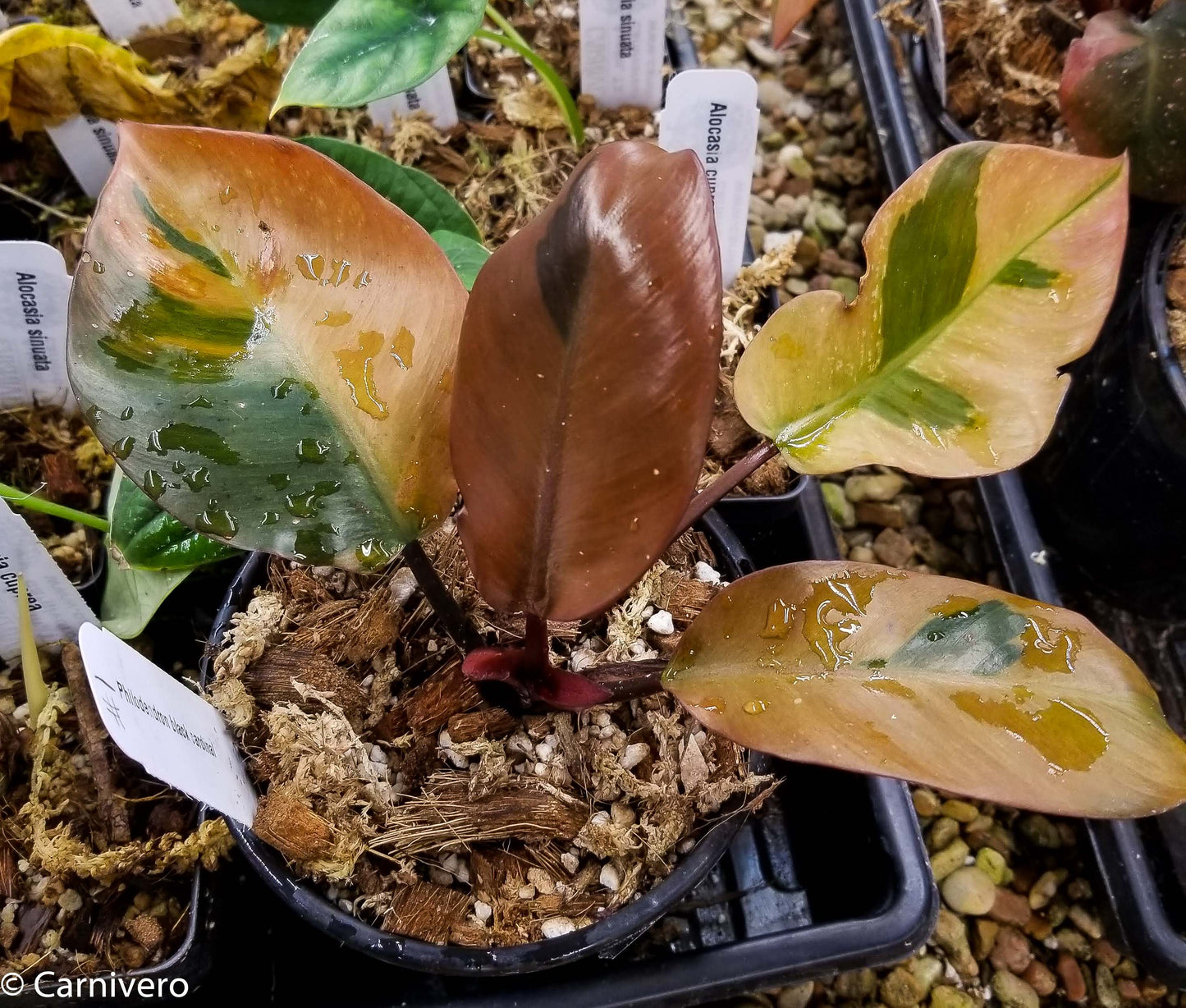 black cardinal variegated philodendron prince of orange Philodendron Black Cardinal Variegated
