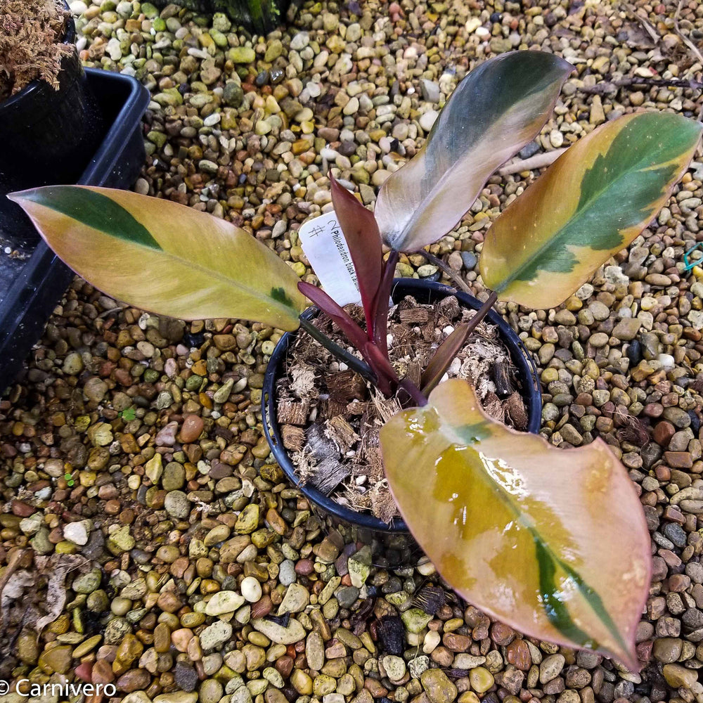 
                      
                        Philodendron Black Cardinal Variegated - Exact Plant 12/29/23
                      
                    