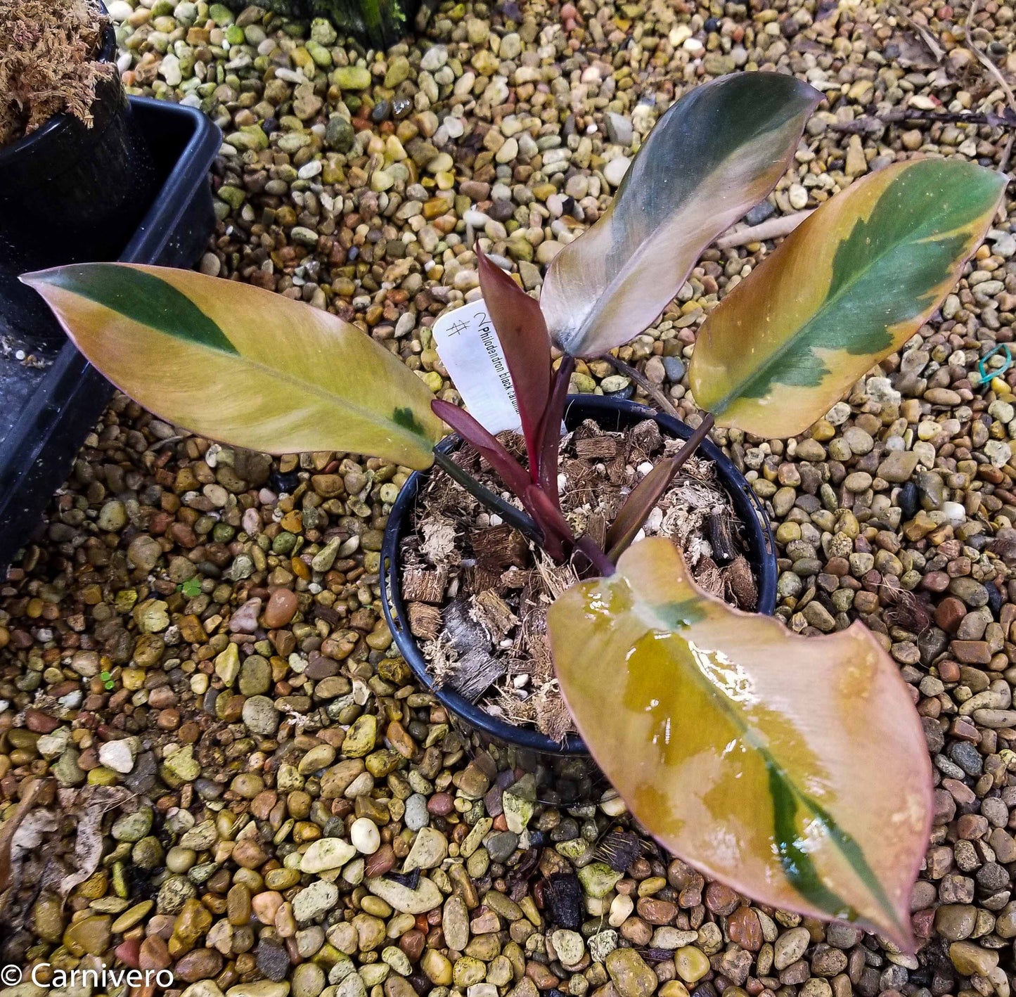 philodendron black cardinal variegated for sale Philodendron Black Cardinal Variegated