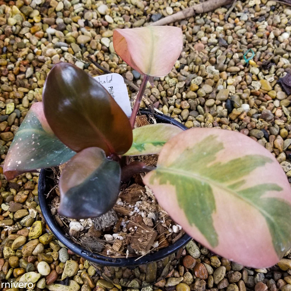 
                      
                        Philodendron Black Cardinal Variegated - Exact Plant 12/29/23
                      
                    