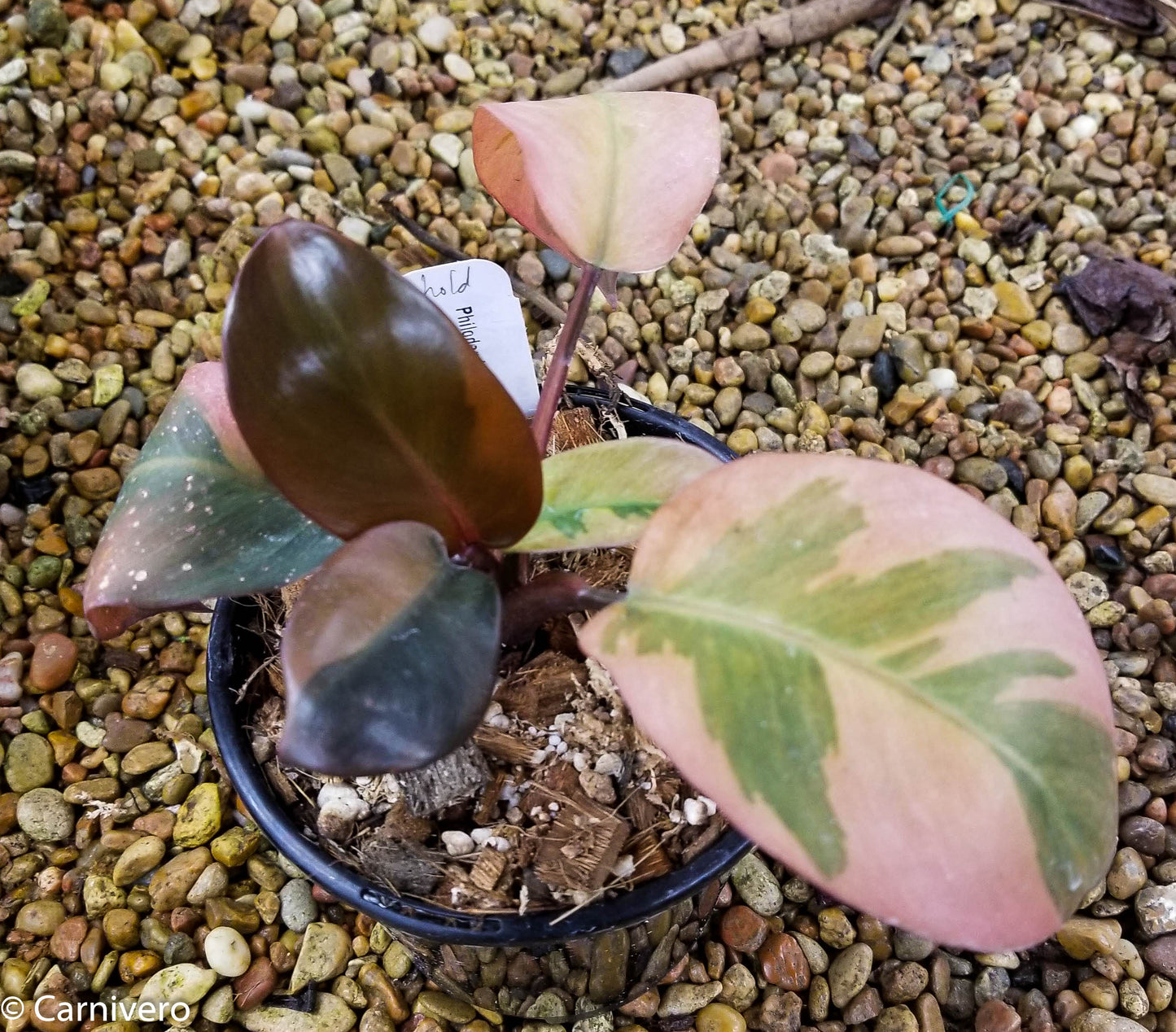 variegated black cardinal philodendron Philodendron Black Cardinal Variegated