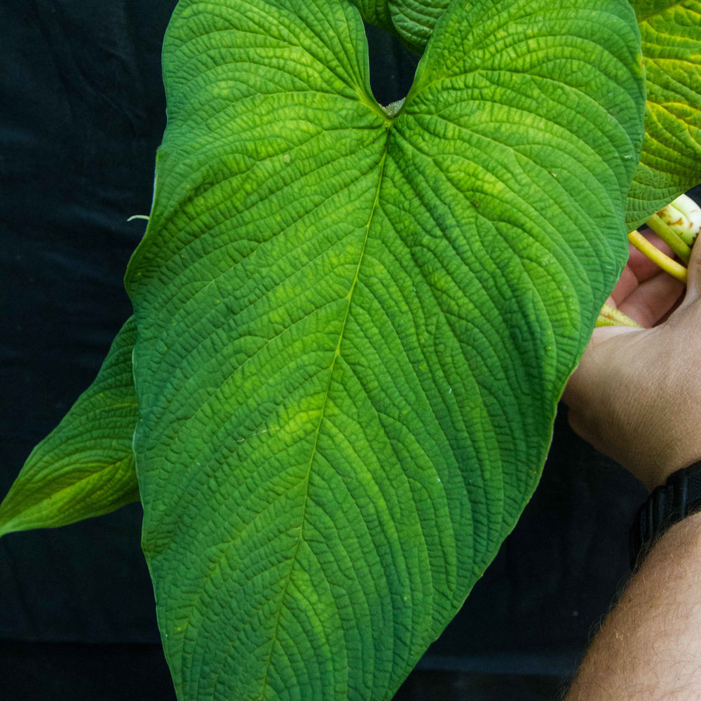 
                      
                        Philodendron corrugatum - Exact Plant 11/17/23
                      
                    