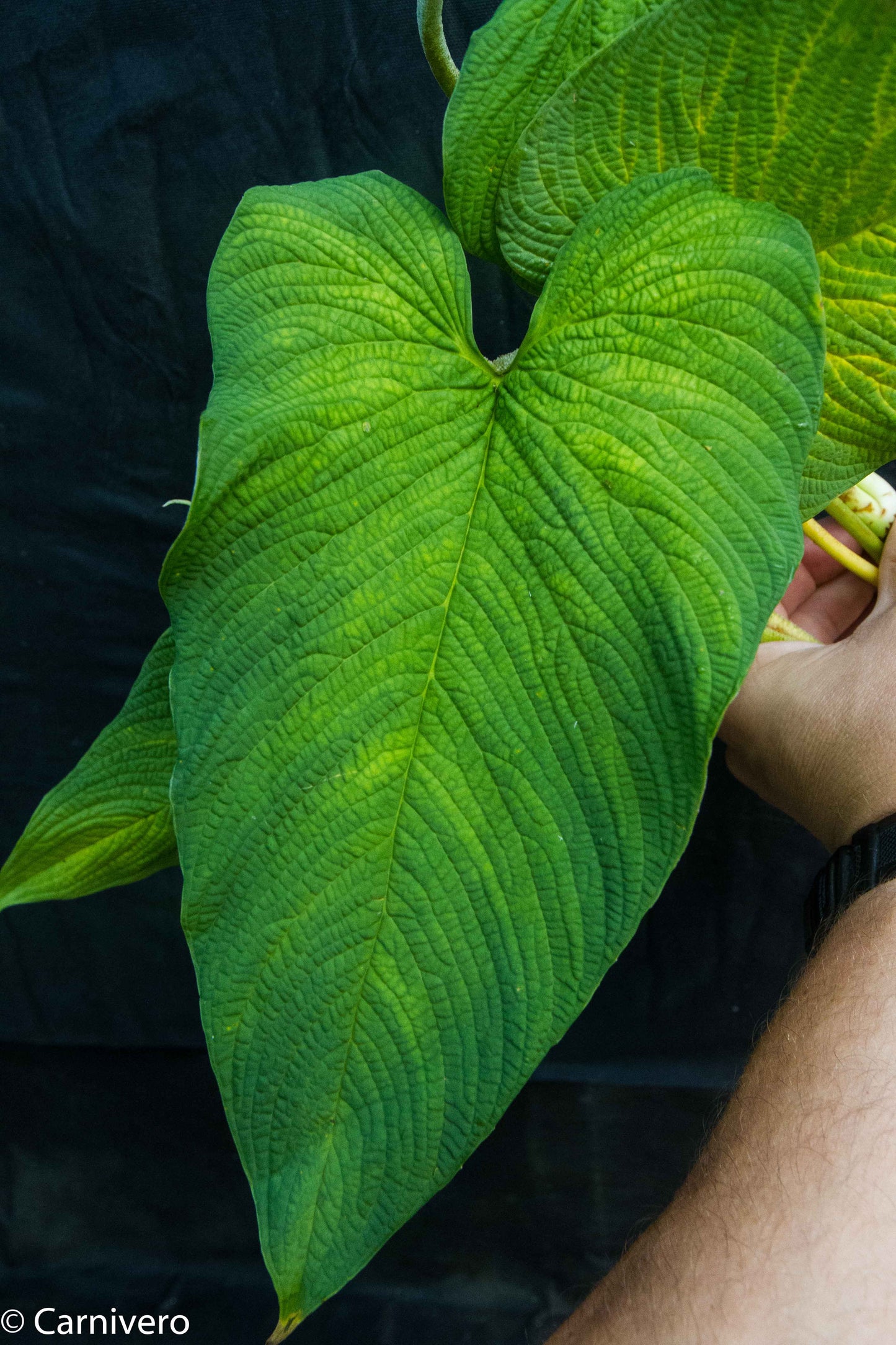 philodendron corrugatum care Philodendron corrugatum
