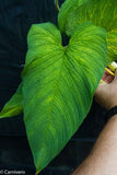 Philodendron corrugatum