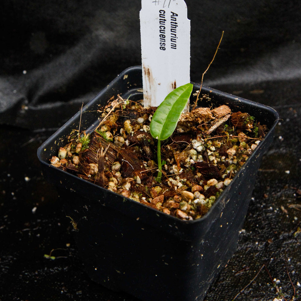 
                      
                        Anthurium cutucuense
                      
                    
