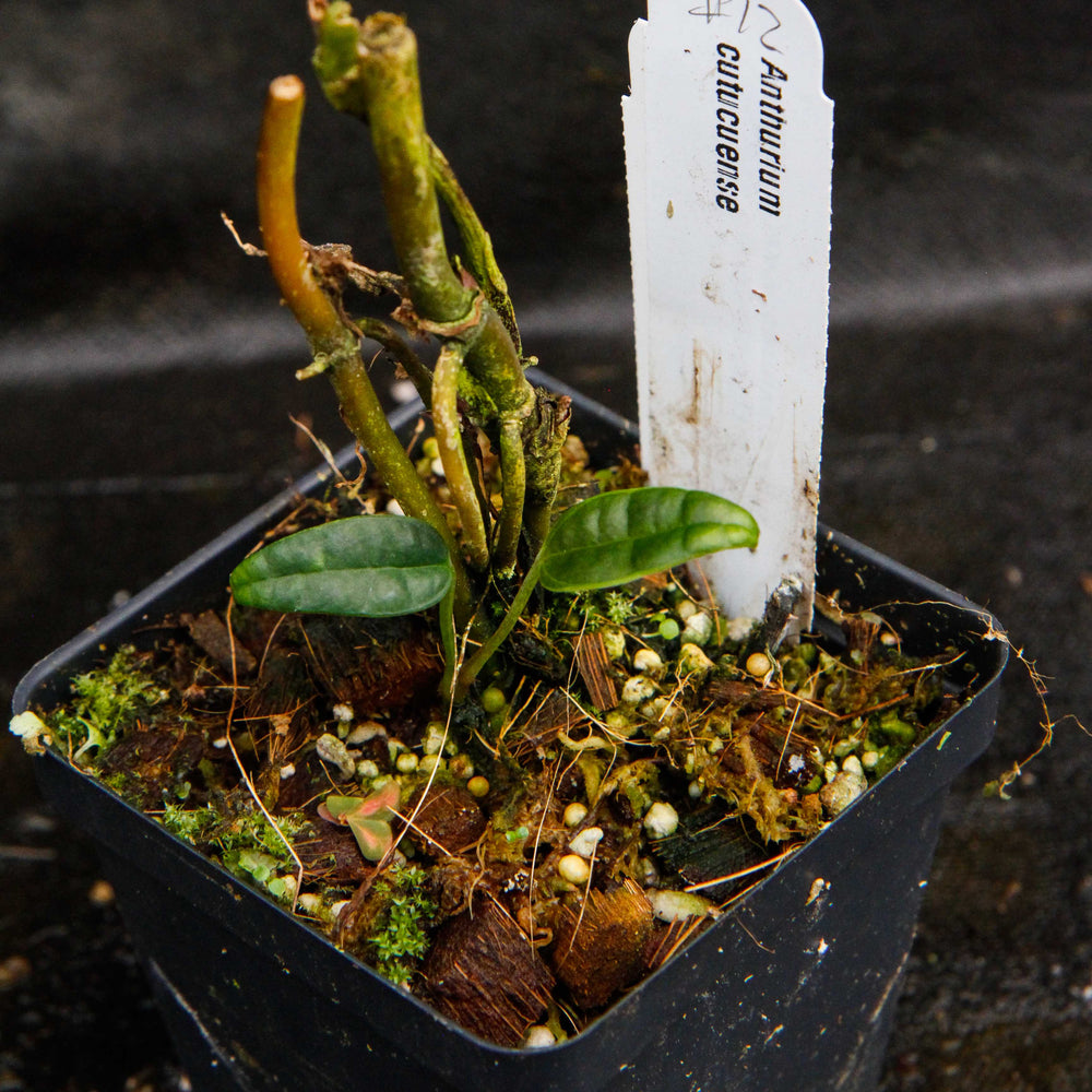 
                      
                        Anthurium cutucuense
                      
                    