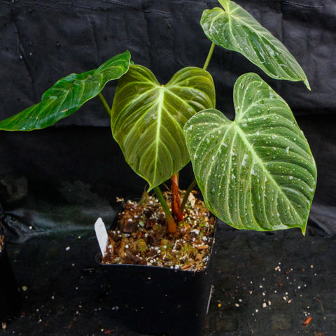 Philodendron rubrijuvenile El Choco Red with large glossy green heart shaped leaves in a black plastic pot