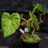 Philodendron fibrosum Red