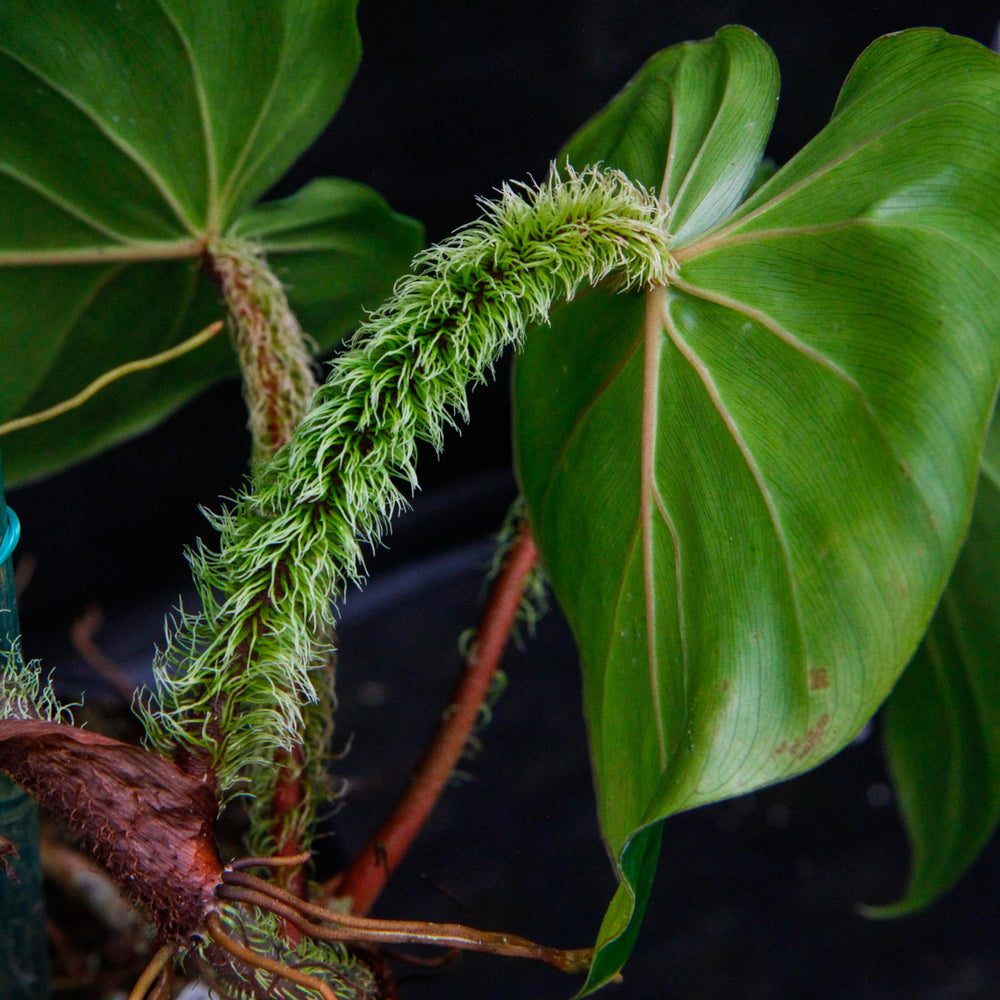 philodendron inflorescence Philodendron fibrosum Red – Carnivero