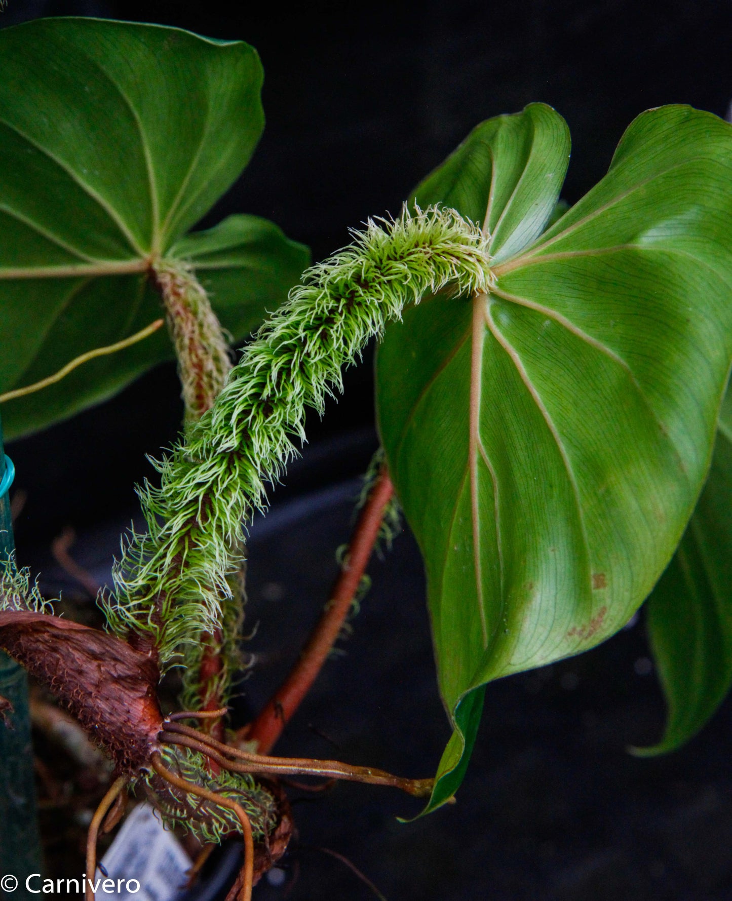 philodendron with red fuzzy stems Philodendron fibrosum Red – Carnivero