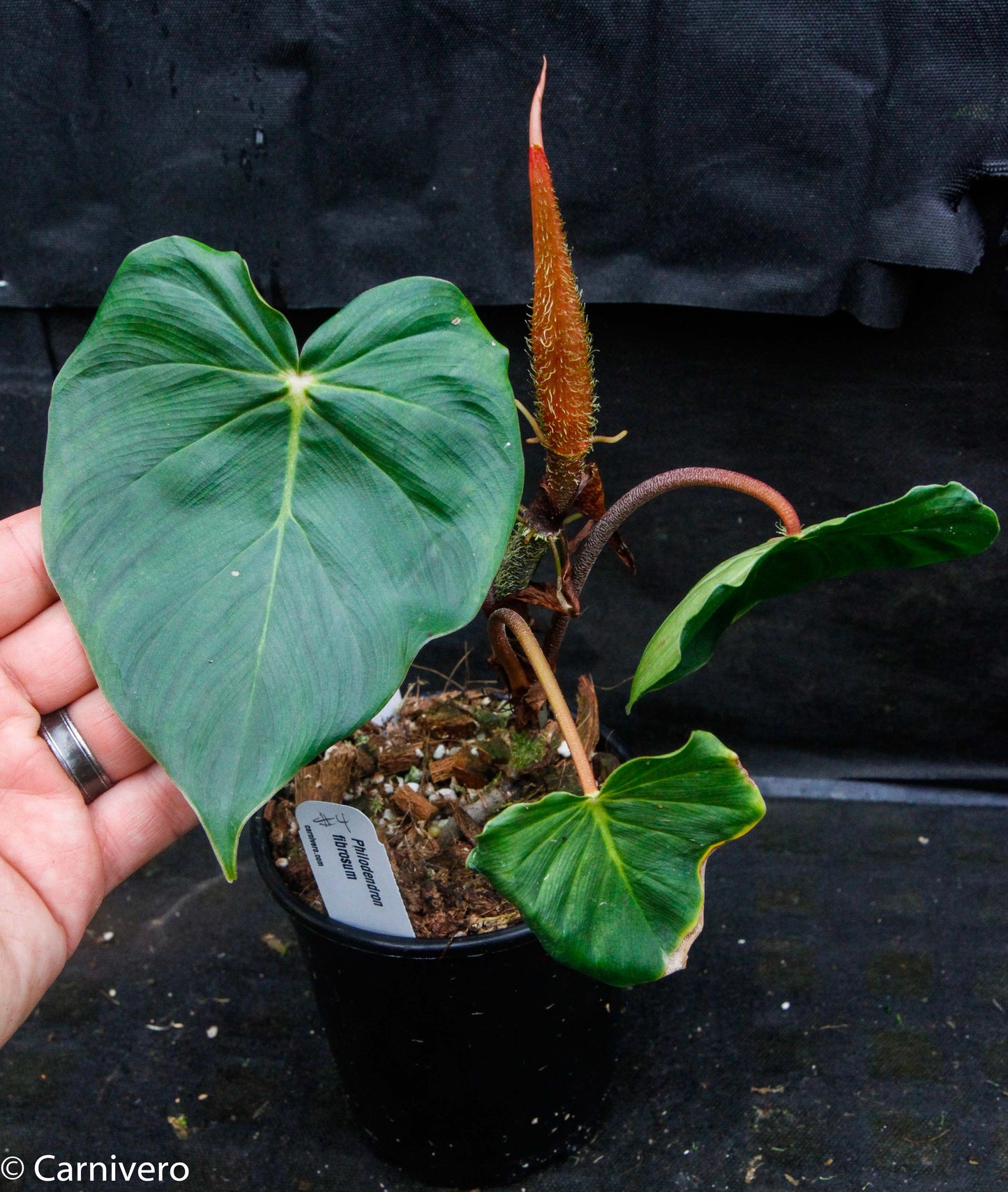 philodendron fibrosum for sale Philodendron fibrosum Red – Carnivero
