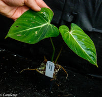 Philodendron gloriosum