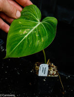 Philodendron gloriosum