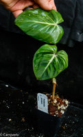 Philodendron gloriosum