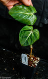 Philodendron gloriosum