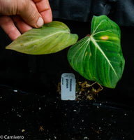 Philodendron gloriosum