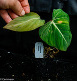 Philodendron gloriosum