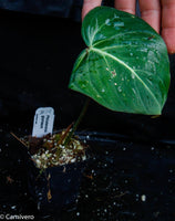 Philodendron gloriosum