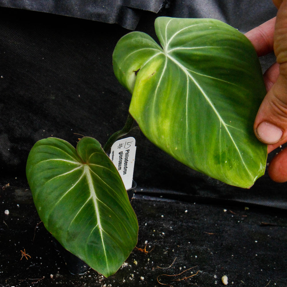 
                      
                        Philodendron gloriosum
                      
                    