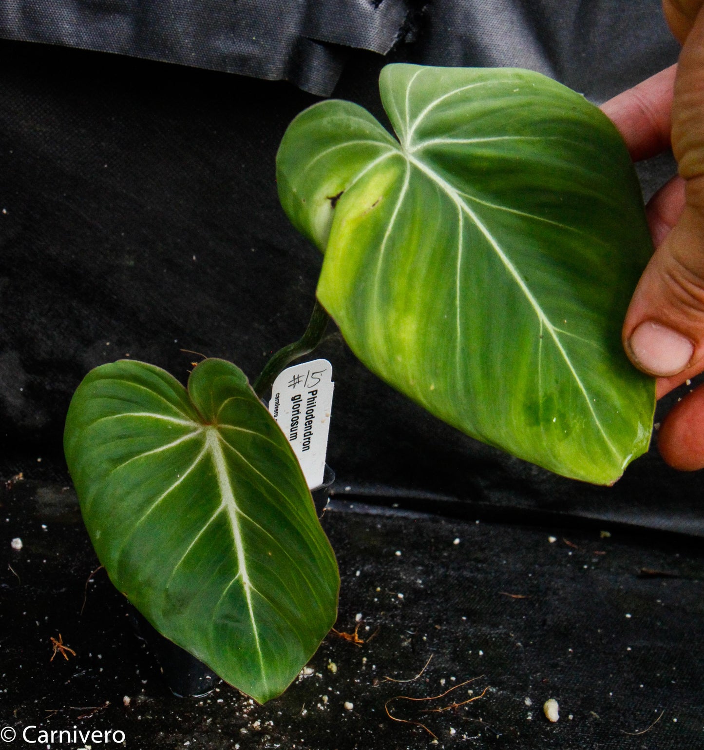 philodendron gloriosum verde vs gloriosum Philodendron gloriosum – Carnivero