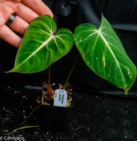 Philodendron gloriosum