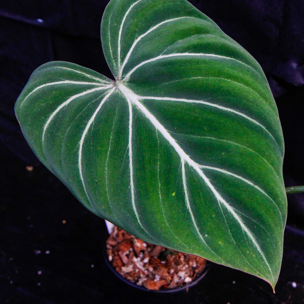
                      
                        Philodendron gloriosum
                      
                    