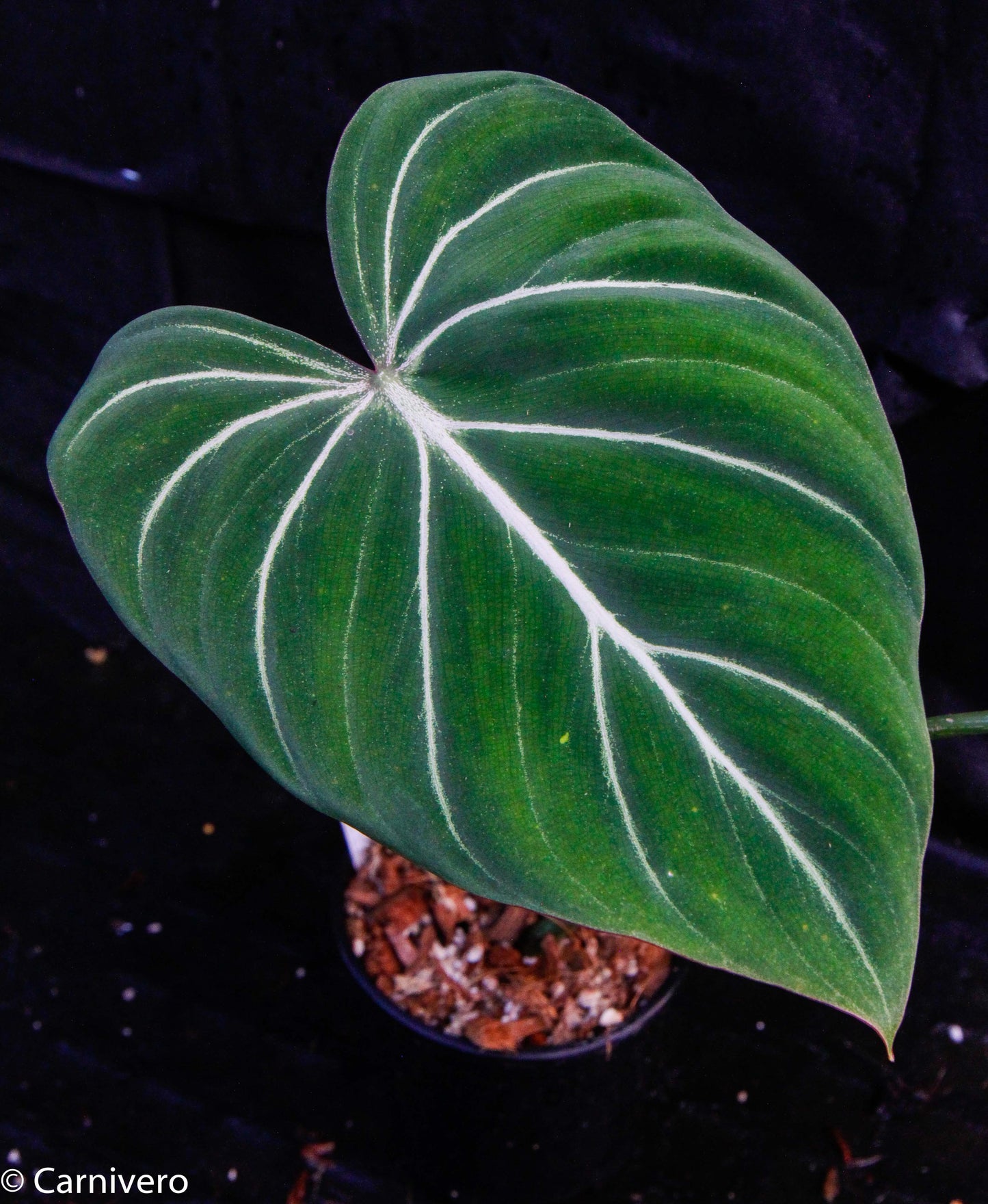 philodendron gloriosum verde vs gloriosum Philodendron gloriosum – Carnivero