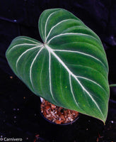 Philodendron gloriosum