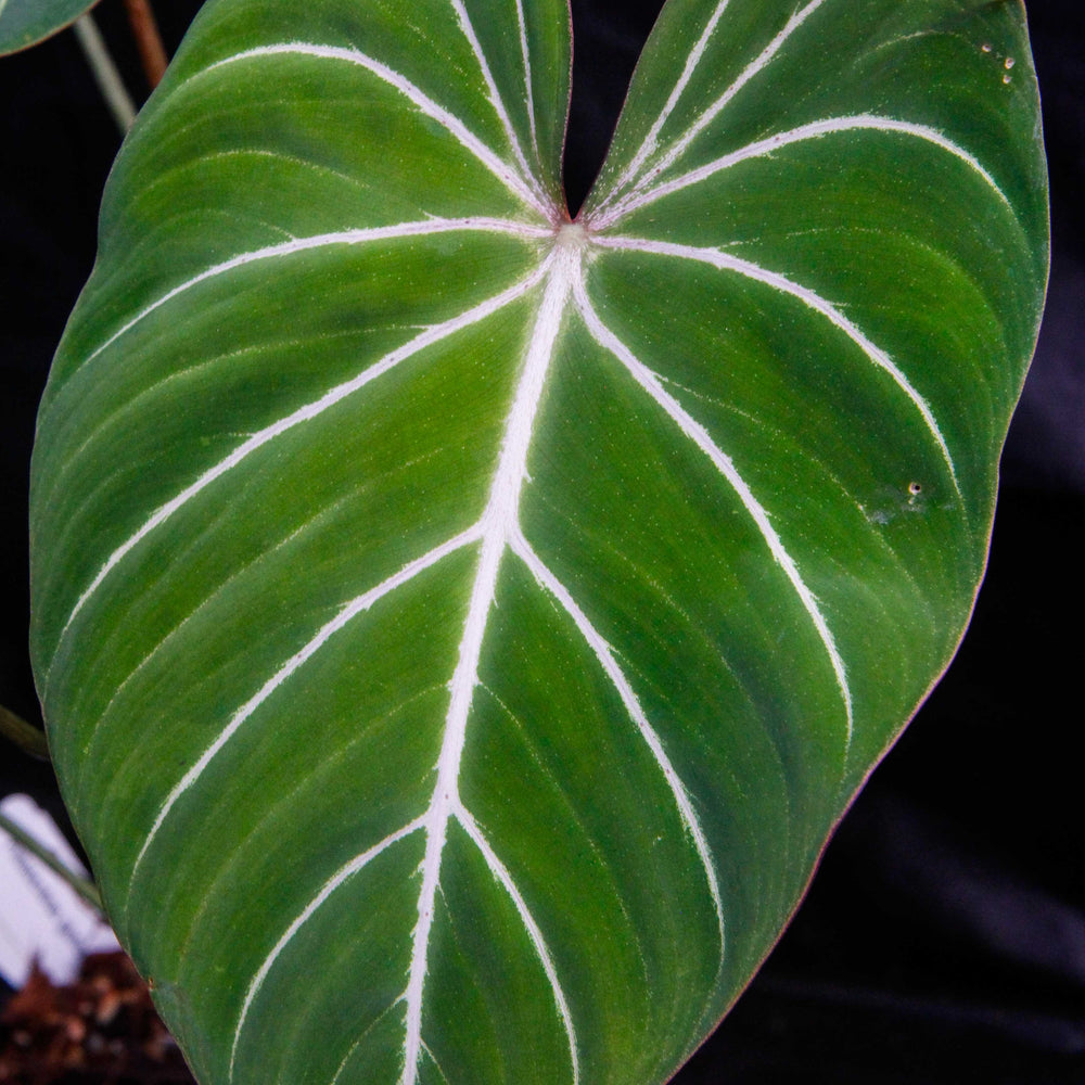 
                      
                        Philodendron gloriosum
                      
                    