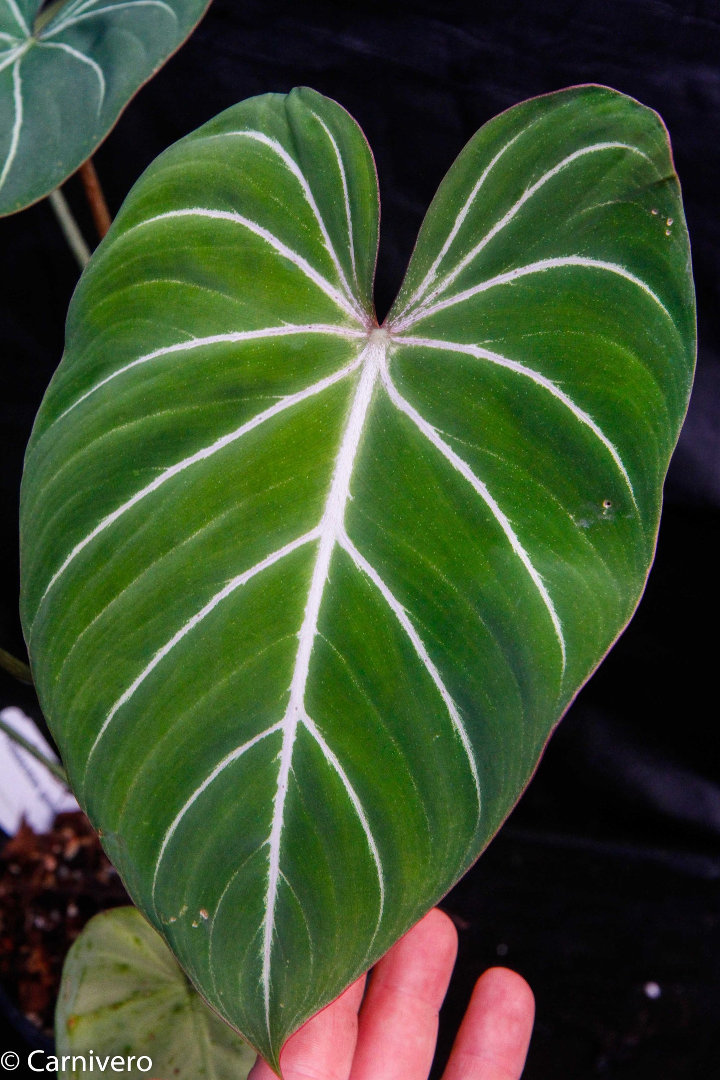 philodendron gloriosum forms Philodendron gloriosum – Carnivero